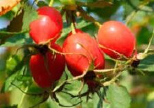 Beyin için P vitamininin avantajları